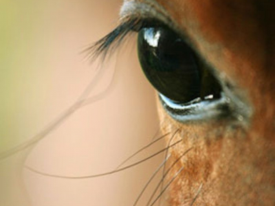 Osteopathie für Pferde und Hunde