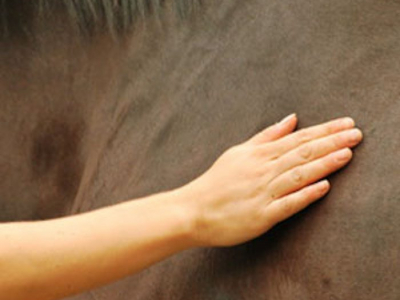 Osteopathie für Pferde und Hunde